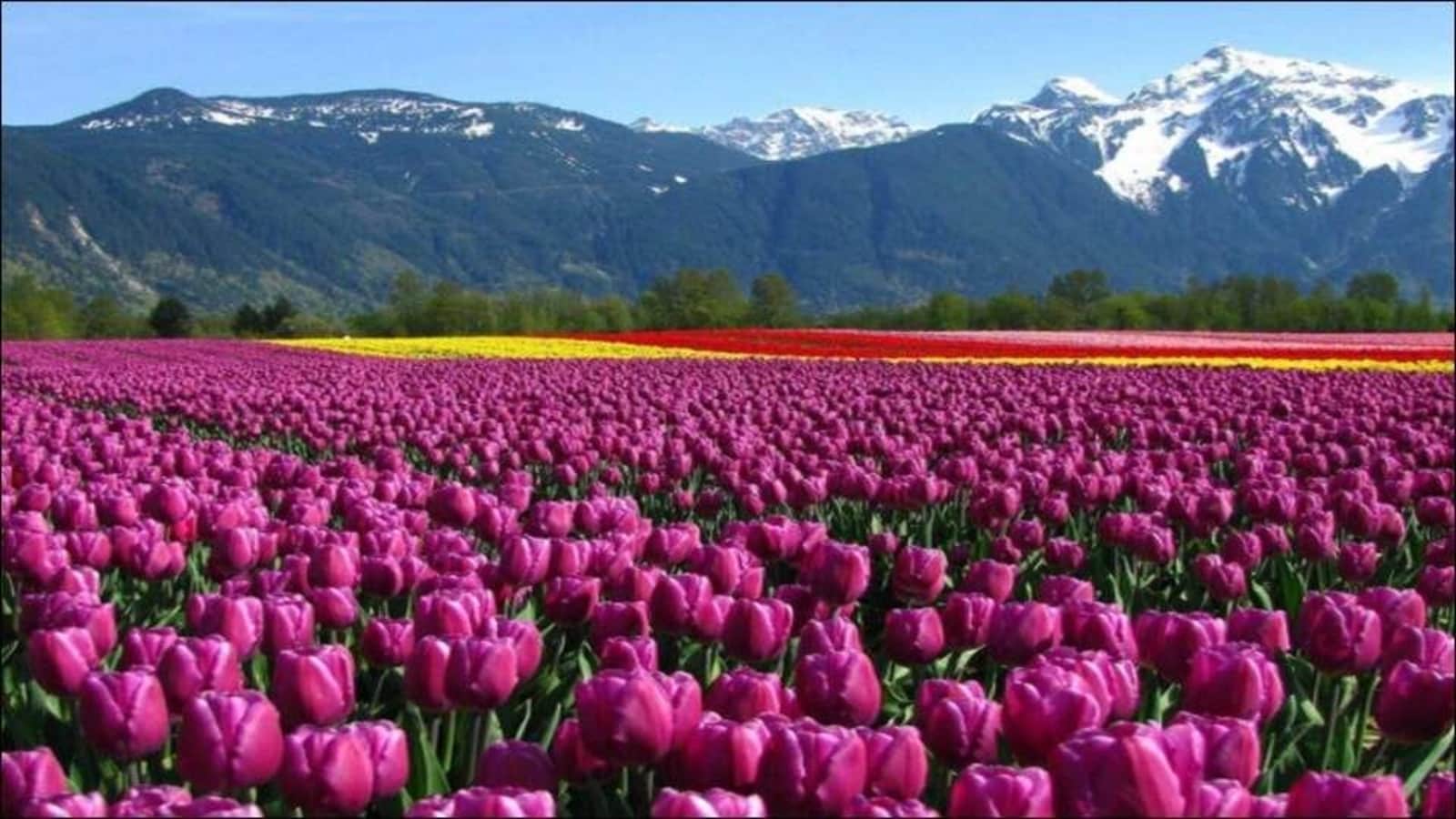Tulip Festival Kashmir